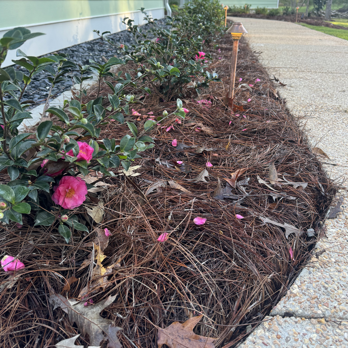_Seasonal Maintenance Program A close-up of a flowerbed with knockout roses in it