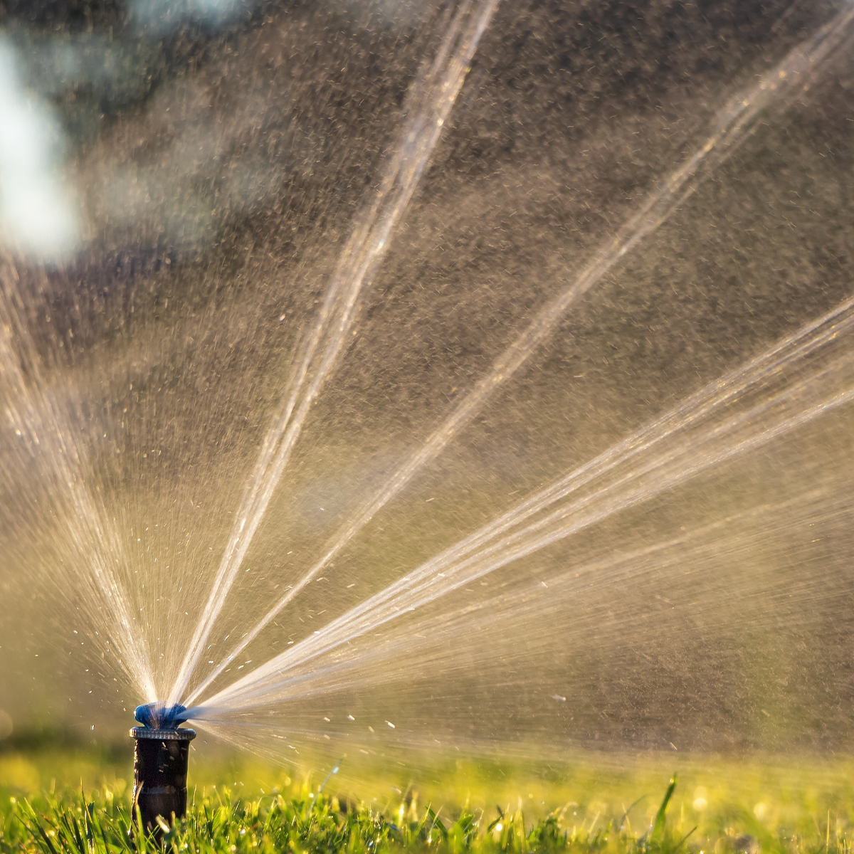 irrigation A sprinkler spraying water